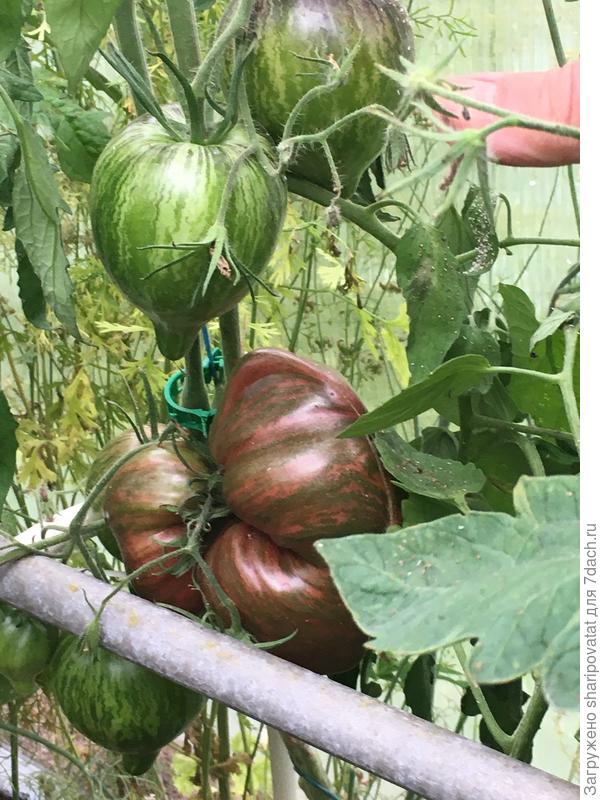 Пурпурное сердце: чем выше завязь, тем правильнее форма