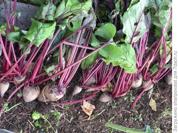 Урожай в теплице