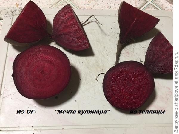 Тестовая свекла осеннего урожая