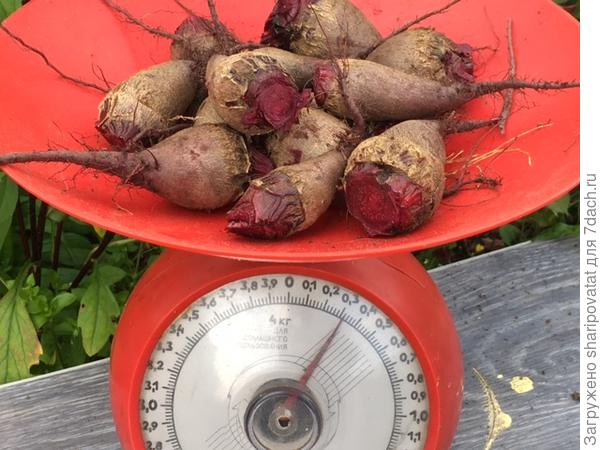 "Мечта кулинара" из теплицы: мелкая