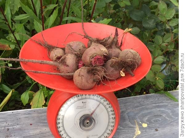 Мелкая из ОГ