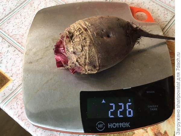 Крупная свекла из теплицы