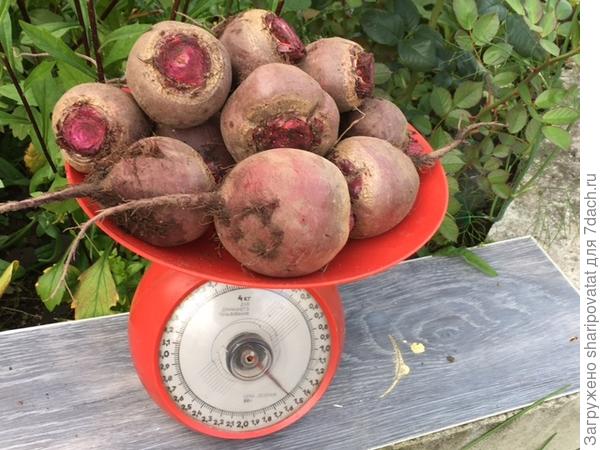 "Мечта кулинара": открытый грунт