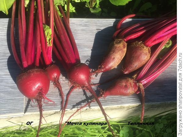 Июльская "Мечта кулинара"