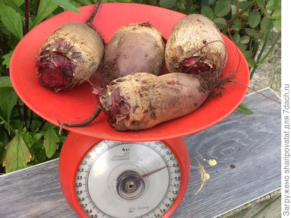 "Мечта кулинара" из теплицы: крупная -