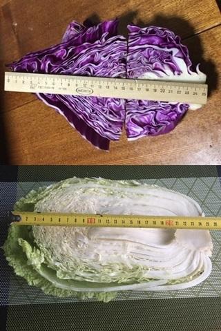 Высота кочанов: 25 см