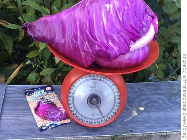 26 сентября. Кочан "Матильды":