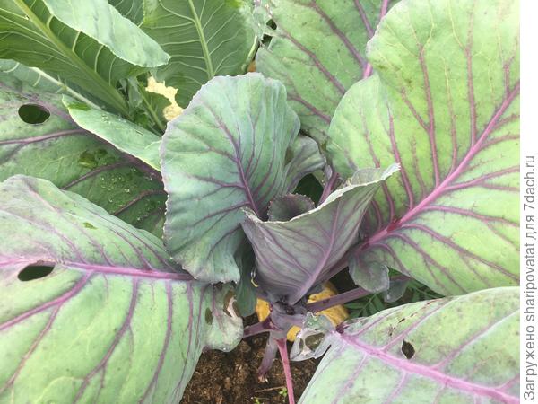 Мощная листовая база "Матильды"