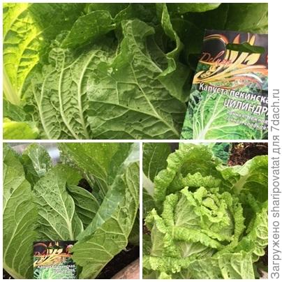 7 июля (67 дней от всходов). Три почти товарных кочана "Цилиндры"