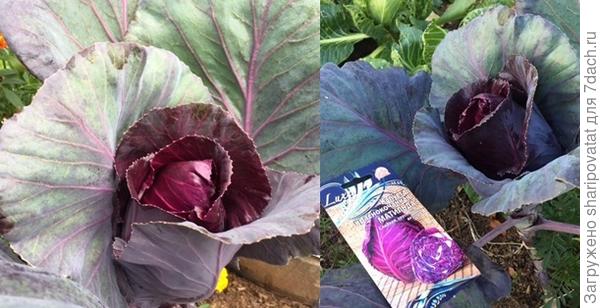 Оставленная на сентябрь на доращивание  "Матильда"