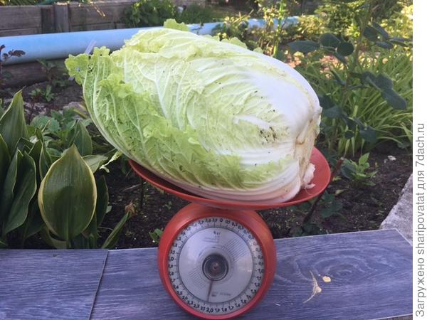 25 июля (85-й день). Еще один рекордсмен.