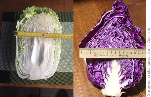 Диаметр обоих кочанов 16 см