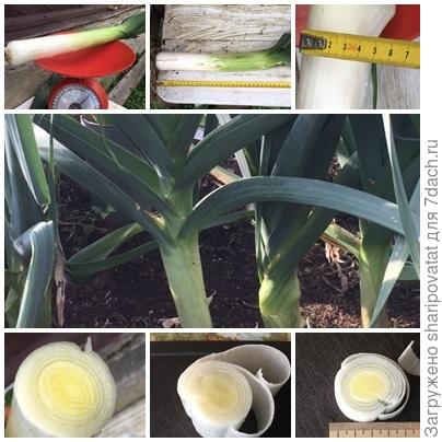 Порей Коламбус, экспромтом выдернутый с грядки после прочтения Вашей работы.