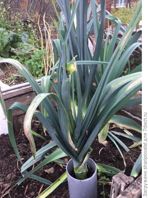 Порей "Коламбус". Намек на возможность получения семян за один сезон