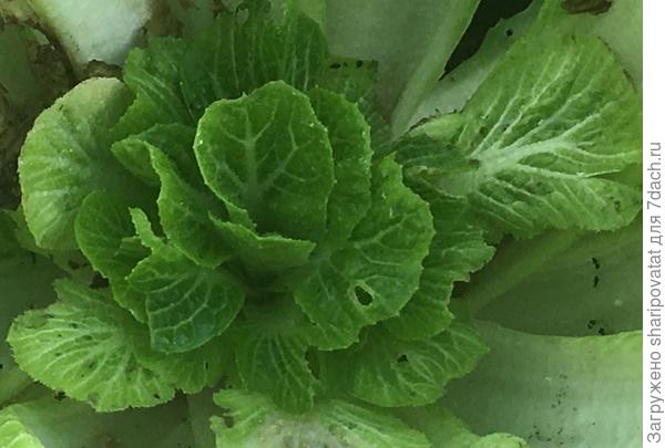 В начале августа появились признаки цветушности