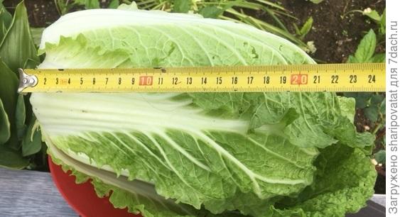 Высота (длина) кочана "Цилиндры"