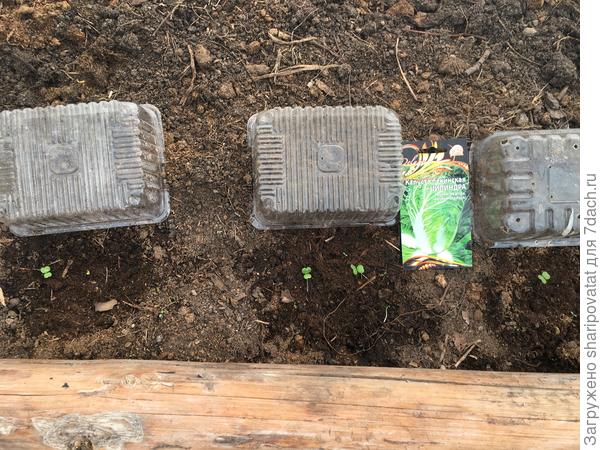 Первый уровень защиты.Всходы открыты для полива и проветривания.