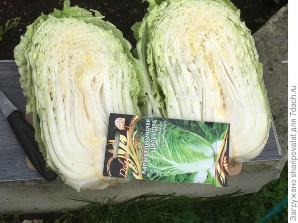 "Цилиндра" в разрезе