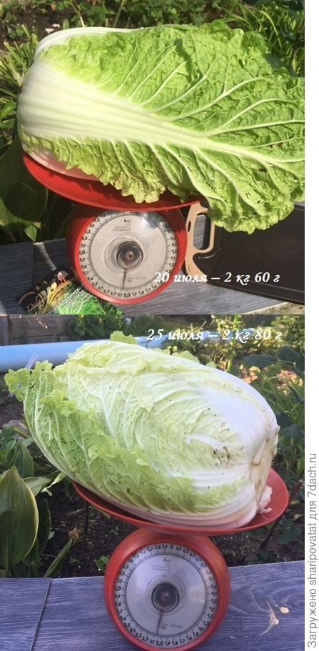 Урожай двух кочанов "Цилиндры" больше 4 кг!!!