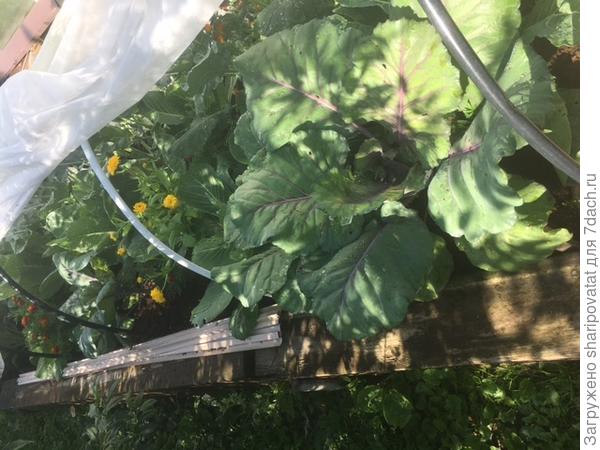 Капустная грядка, открытая для подсыпки к корням перегноя.