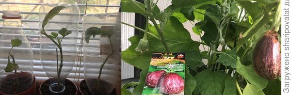 Последствия нарушения меры в дозировке препаратов, формирования и поливов