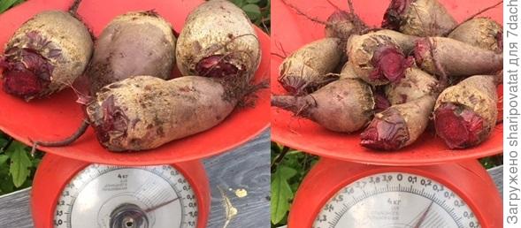 "Мечта кулинара" из теплицы