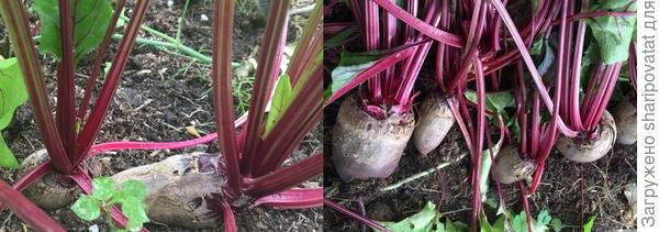 "Саморегуляция" "Мечты кулинара при посеве в одну строчку без прореживания в теплице