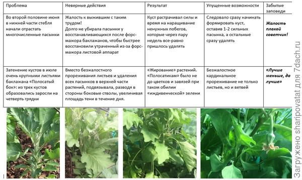 Жирование и сильная загущенность тестового баклажана