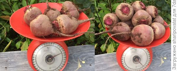 "Мечта кулинара". Урожай из открытого грунта