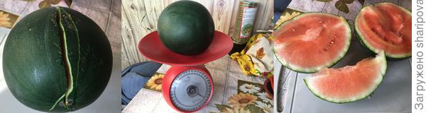 Не до конца вызревший, но сочный и вкусный арбуз "Сибирские огни". Жаль, что сахаров не успел добрать!