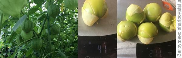 Овощной Королек. Созревать начал в середине августа. Плоды, не дозрев, растрескивались и осыпались. Причяные с кислинкой.