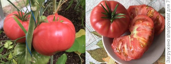 Жрица: урожайный, вкусный из малиновых