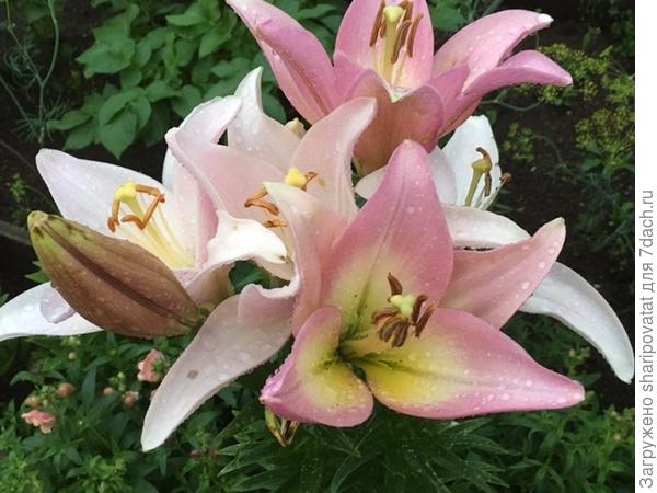 П о з д р а в л я ю!