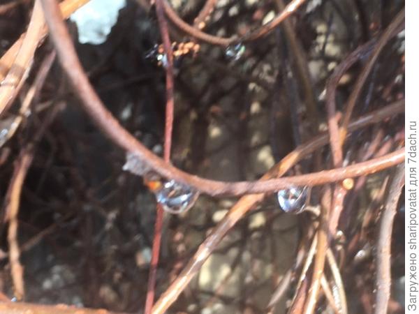 Прощальные "хрустальные слезы осени"...
