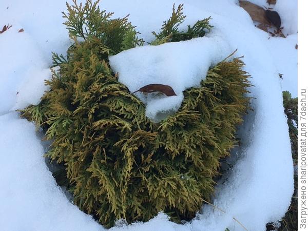 Стряхивать снег пришлось только с декоративной шаровидной туи