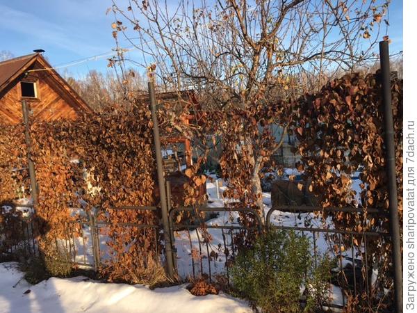 На границе участка еще торжество осени