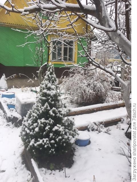 На этот раз не укрытые хвойники запорошила