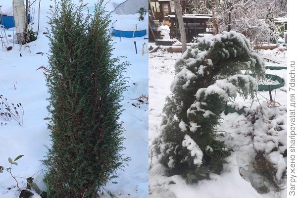 Не все хвойники устояли под давлением набирающей силы зимы
