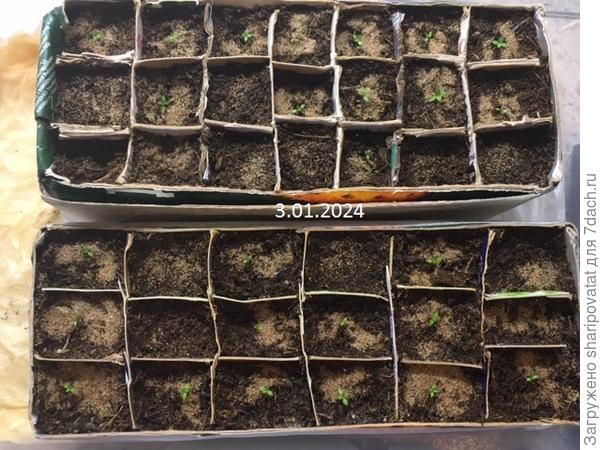 Очень скромные всходы эустомы (68%) через месяц после посева