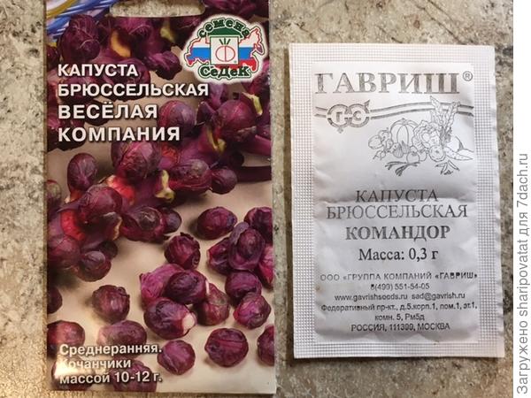 Брюссельские дебютанты на моем участке