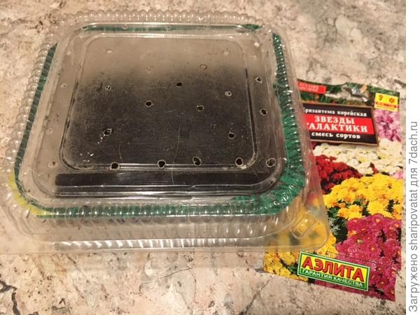 Посев корейской хризантемы перед отправкой в холодильник на стратификацию до проклевывания семян.