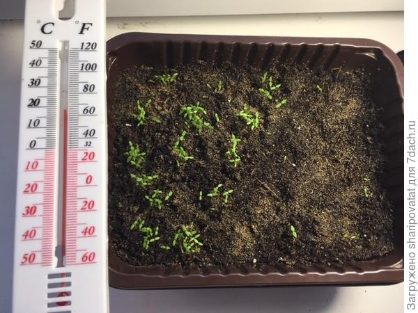 7 февраля: "супербукетные" всходы черешкового "Супергринна"