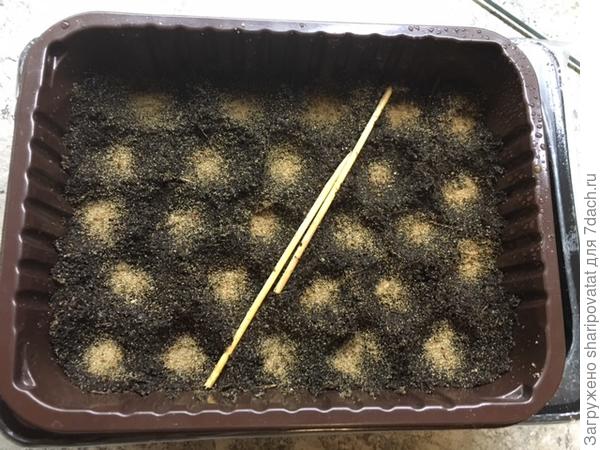 Букетный посев сельдерея 31 января