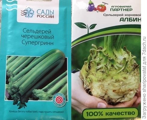 Сельдерей для посева в новом сезоне