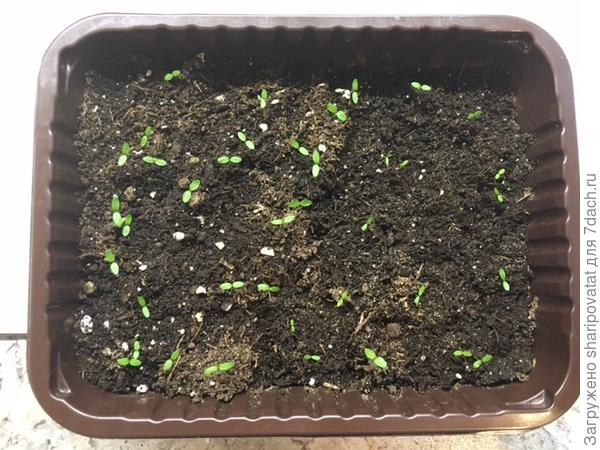 Слева - черешковый сельдерей Супергринн, справа – корневой Албин