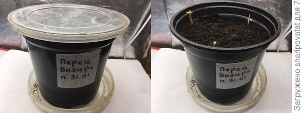 Планируется выращивать без пикировки (3 шт.)