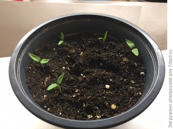 Шестое семя оказалось нежизнеспособным, как показали осторожные раскопки зубочисткой