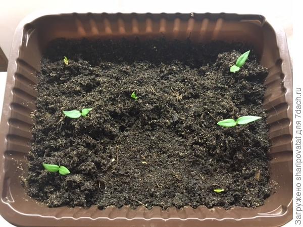 Слева вверху один росток, несмотря на все ухищрения, никак не сбросит семенную оболочку