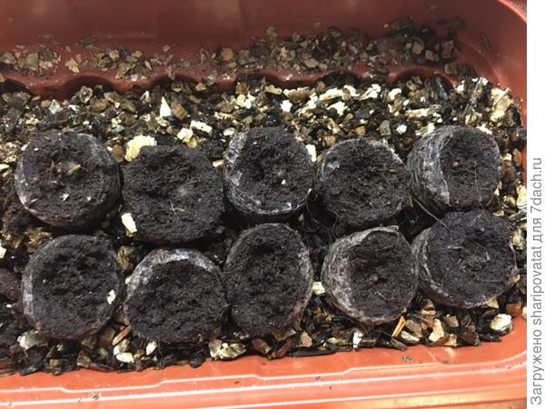 Глубоко задумавшаяся дихондра серебристая. Гранулы очень твердые, некоторые из которых не разрушаются до сих пор даже под нажимом зубочистки