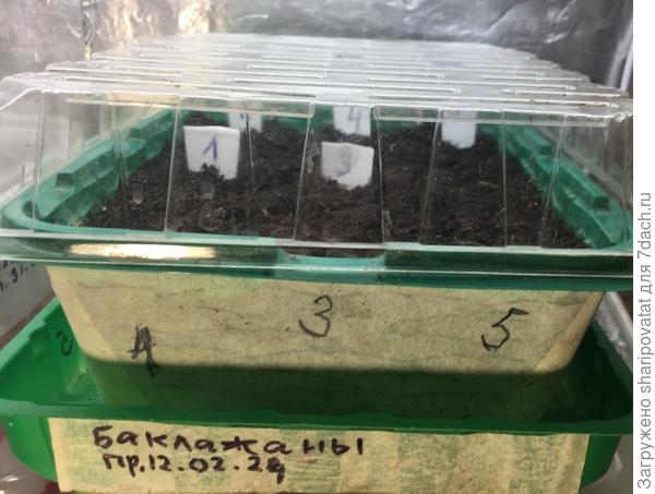 Баклажаны посеяны